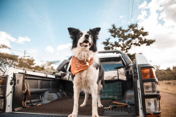 Comment voyager avec son chien dans une camionnette